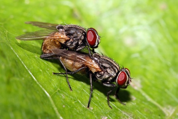 1280px musca domestica mating