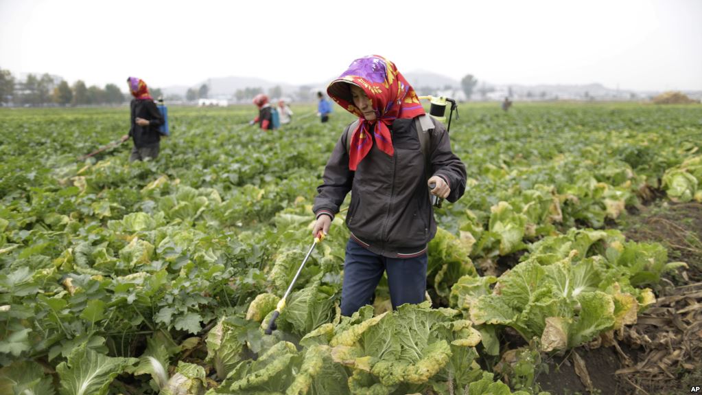 15 fakta pelik dan menarik mengenai korea utara 6