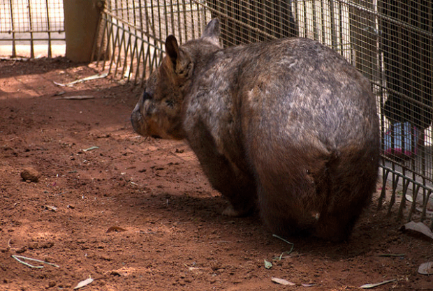 9 fakta menarik mengenai wombat 11