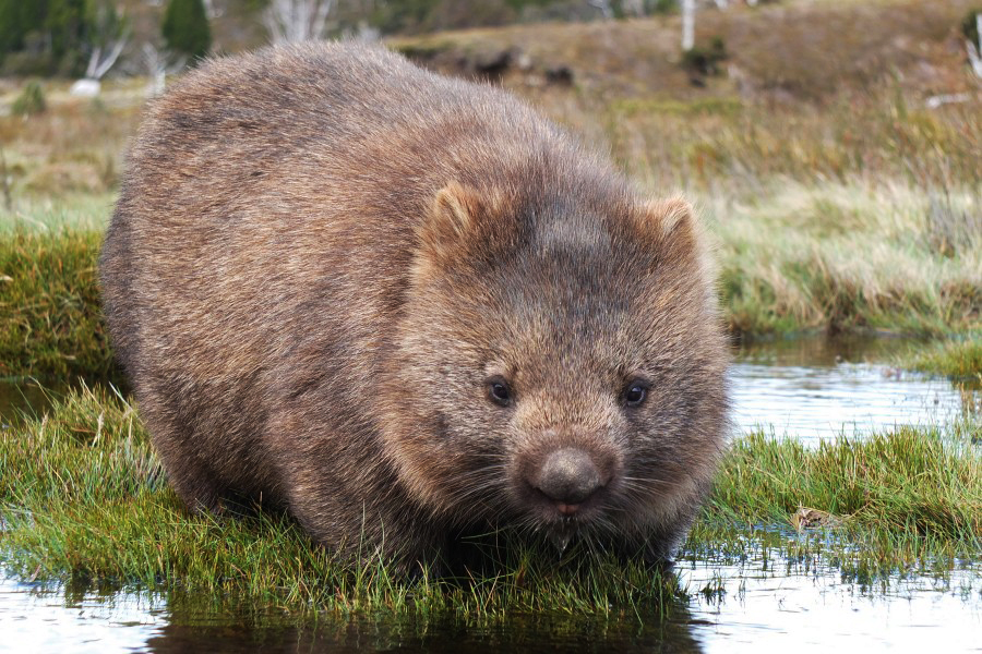 9 fakta menarik mengenai wombat 6 245