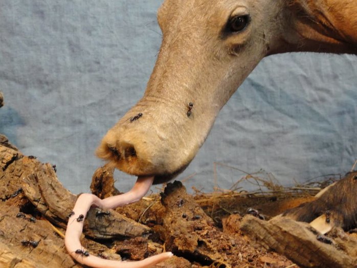 aardvark babi makan semut