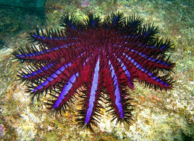 acanthaster planci