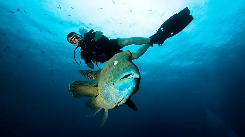 adakah ikan kencing dalam laut