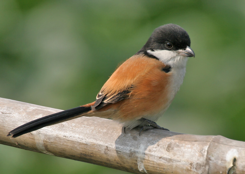 adakah ini burung shurad