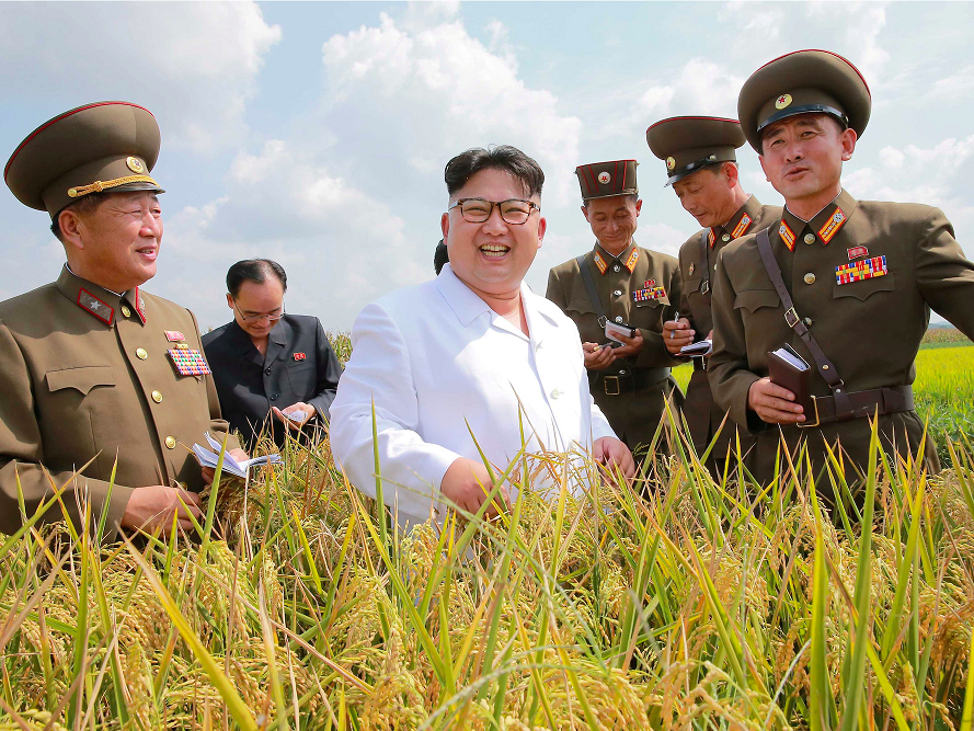 adakah korea utara syurga ganja