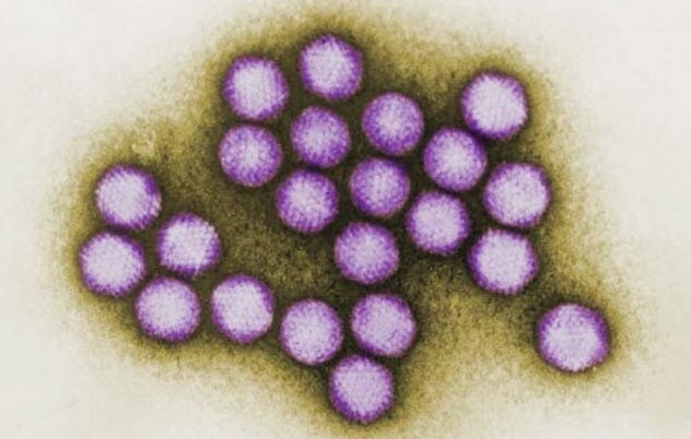 adenovirus