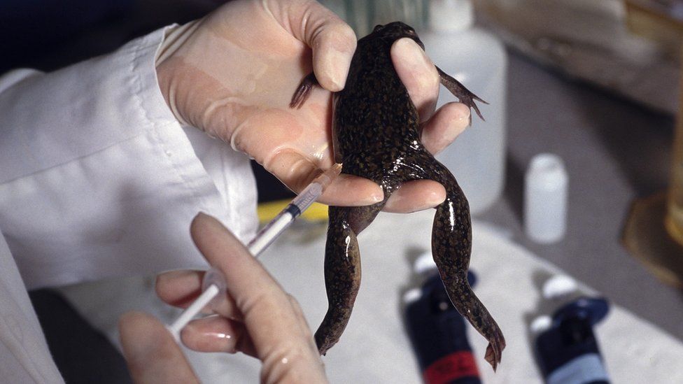 african clawed frog