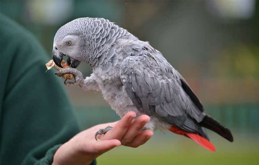 african grey