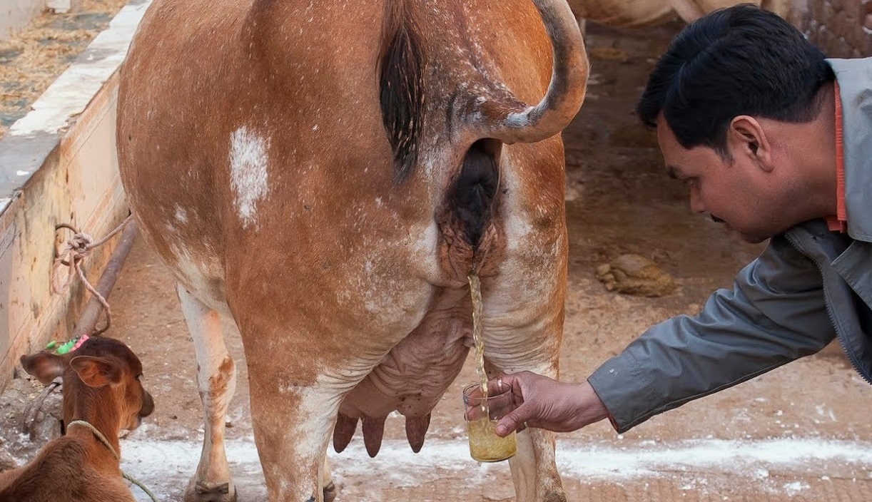 air kencing lembu penawar kepala botak 409