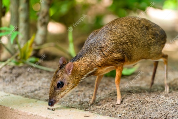 akal kancil bijak chevrotain