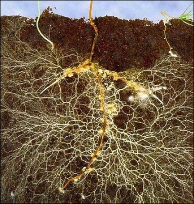 akar fungus miselium