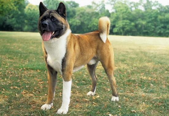 akita