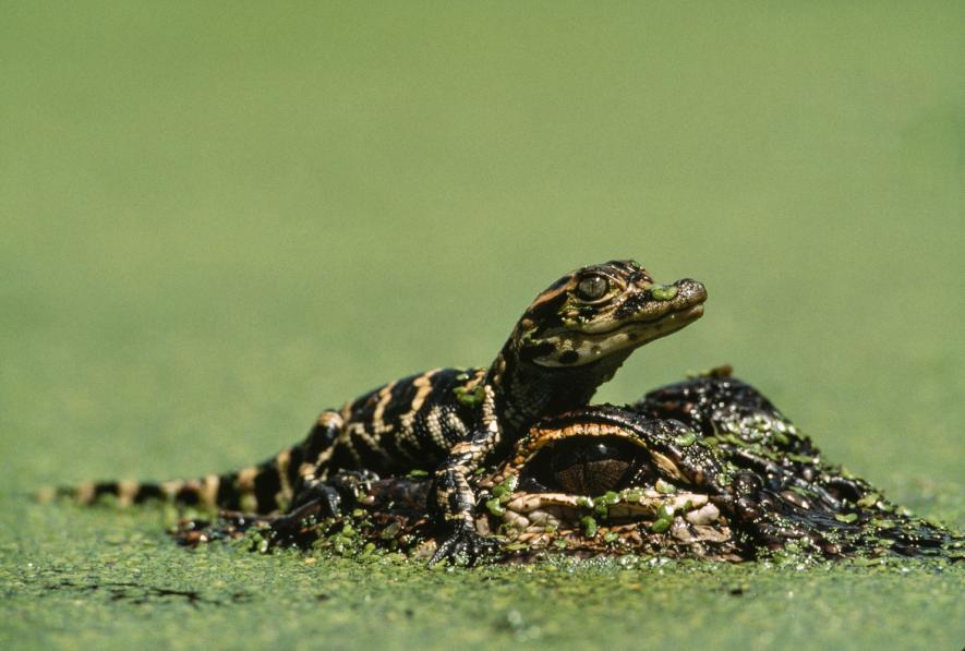 aligator membawa anak di atas kepala