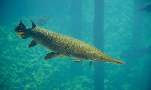 alligator gar