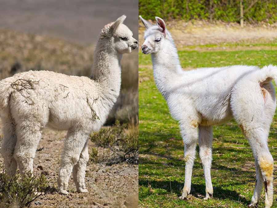 alpaca dan llama