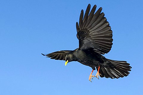 alpine chough