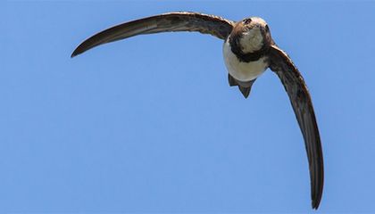 alpine swift