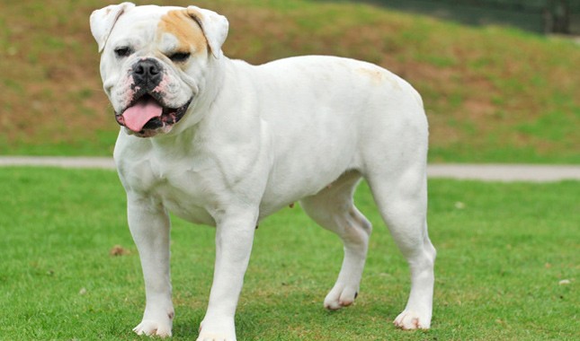 american bulldog