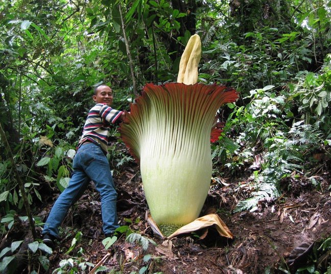 amorphophallus titanum