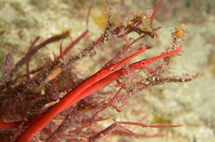 amphipod plastik gergasi