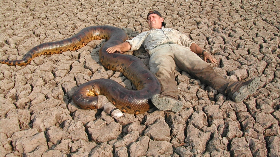 anaconda dewasa lebih besar dari manusia