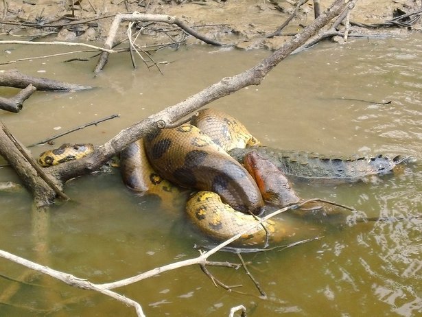 anaconda hijau ular paling besar di dunia 3 237