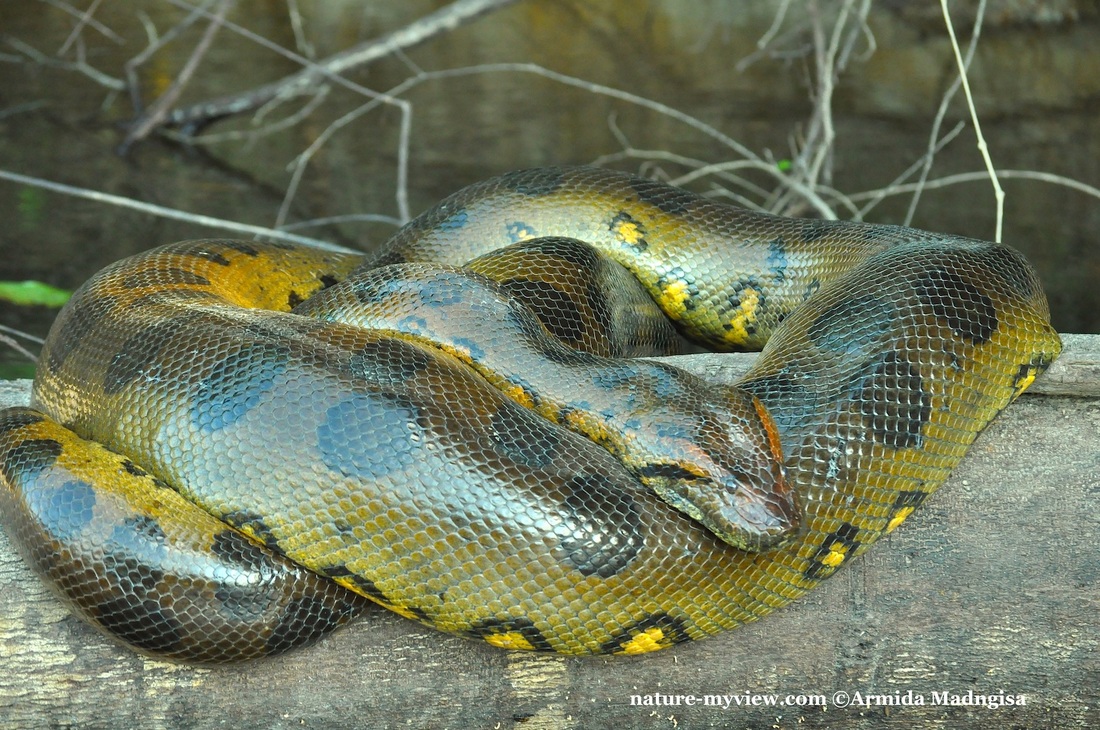 anaconda hijau ular paling besar di dunia