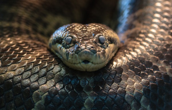 anaconda tidak berbisa