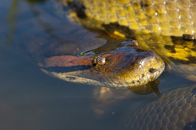 anaconda ular terbesar di dunia