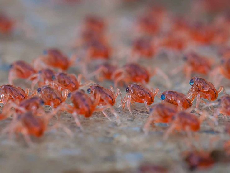 anak ketam merah