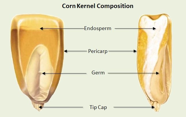 anatomi jagung bahagian dalam keratan rentas biji jagung