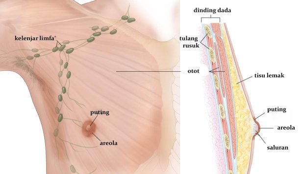 anatomi puting lelaki 521