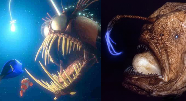 anglerfish