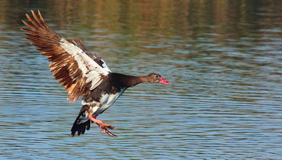 angsa spur winged 756