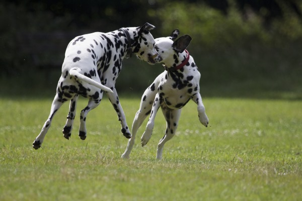 anjing baka dalmatian