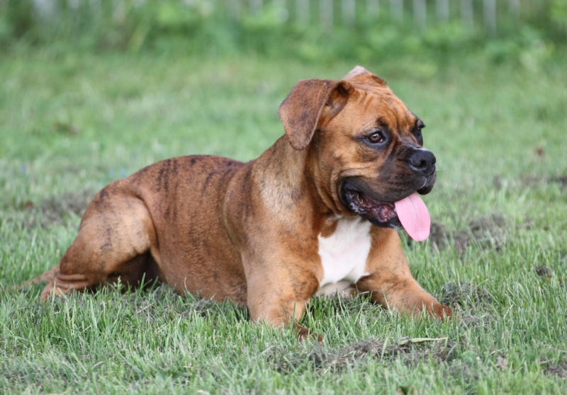 anjing baka deutscher boxer