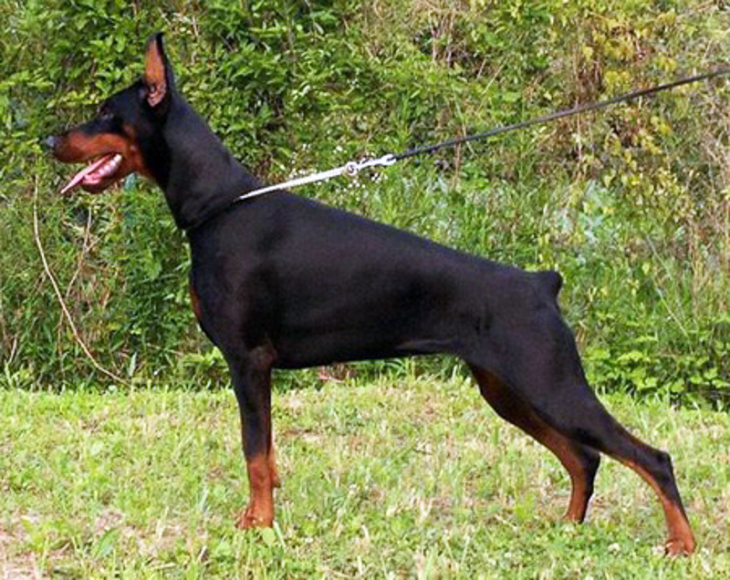 anjing baka doberman