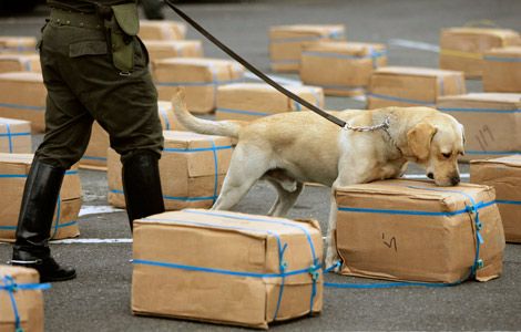 anjing dilatih untuk kesan dadah