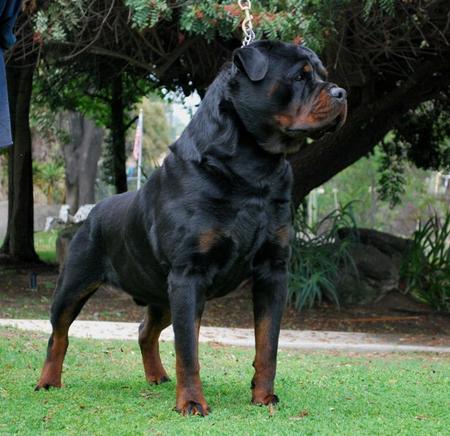 anjing jenis rottweilers