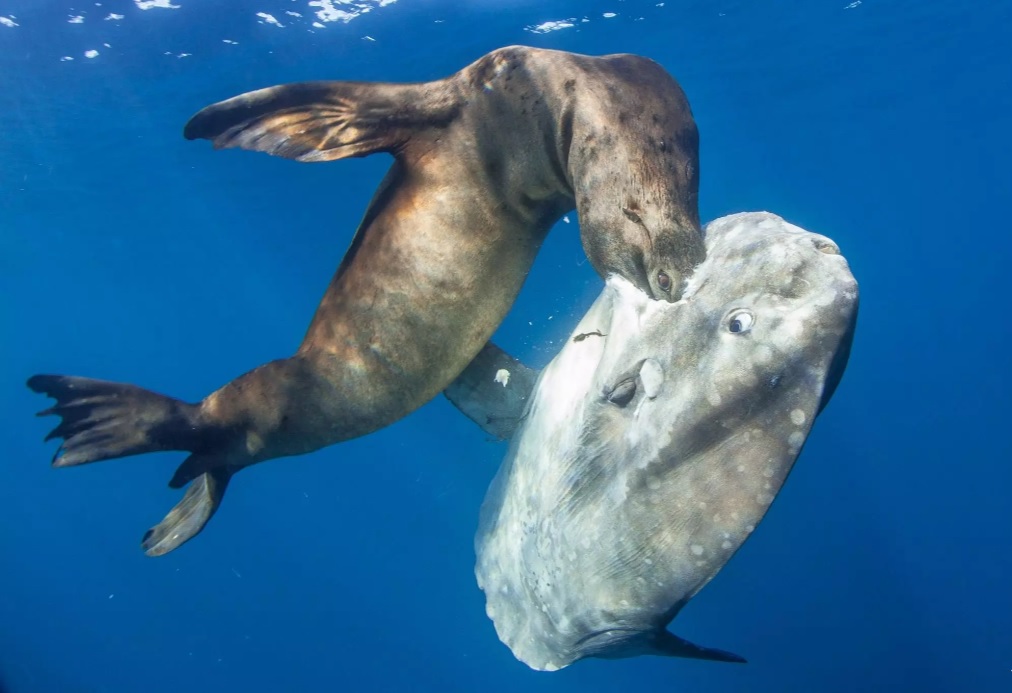 anjing laut makan ikan mola mola