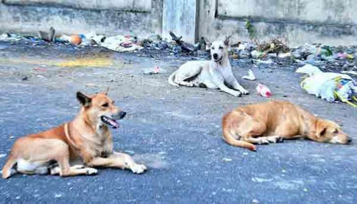 anjing lepak tepi jalan