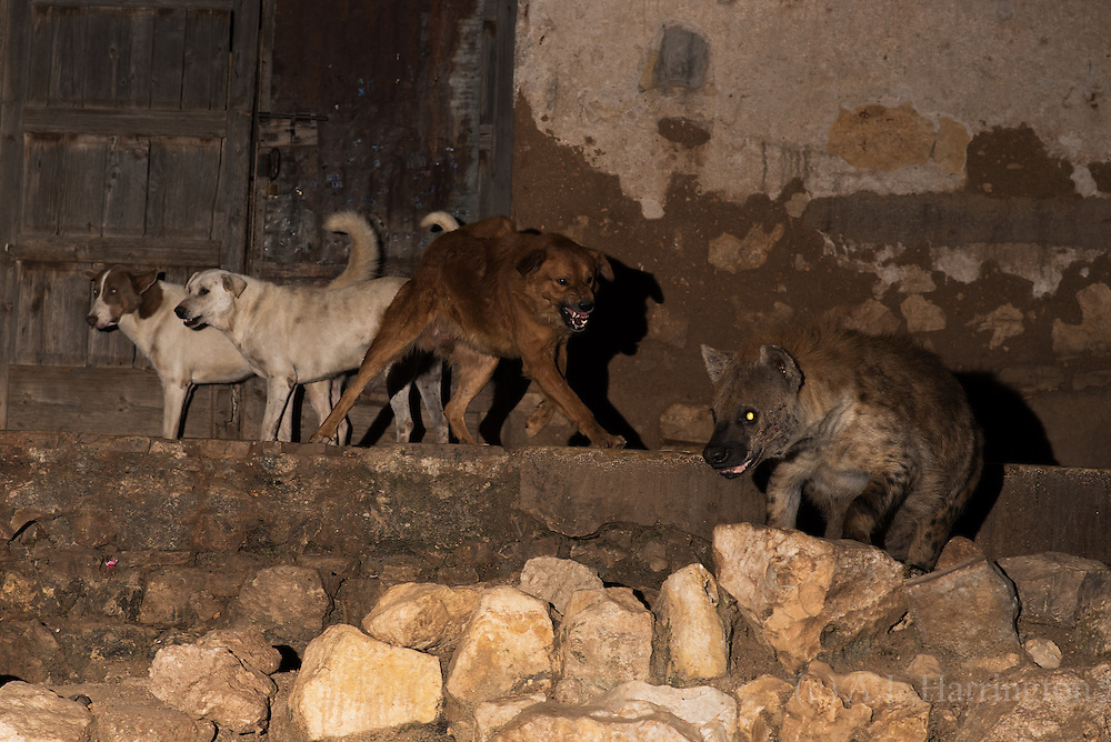 anjing suka menghalau dubuk dari kawasan