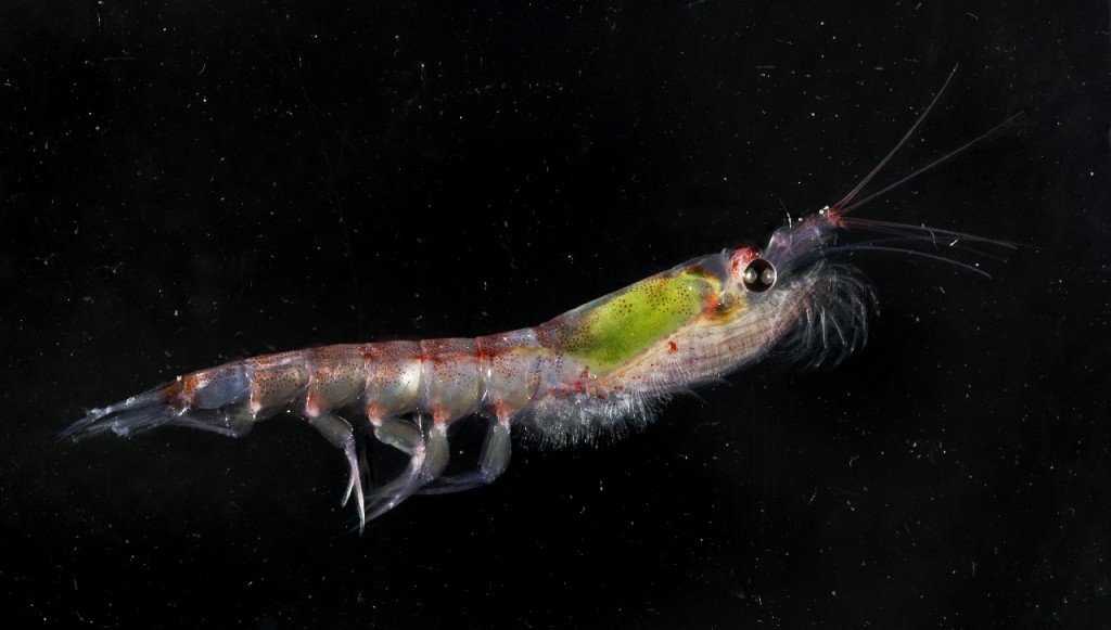 antarctic krill