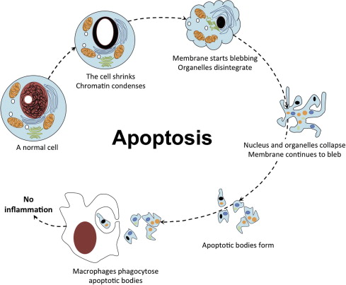 apoptosis