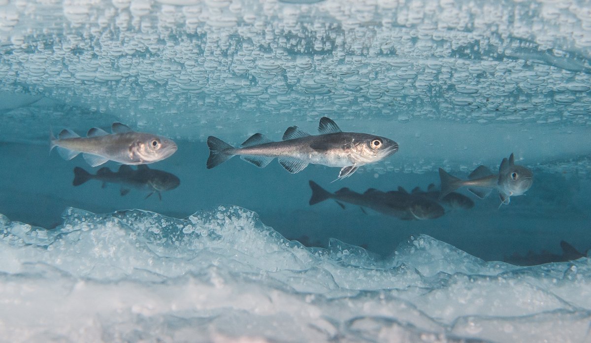 arctic cod