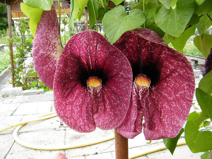 aristolochia gigantea