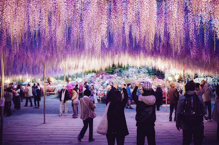 ashikaga flower park jepun bunga wisteria cantik