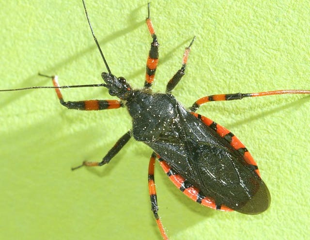 assassin bugs