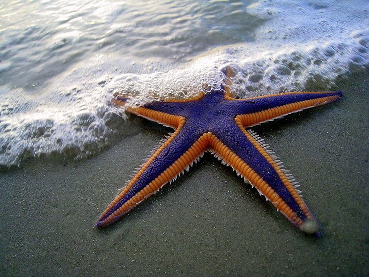 astropecten astriculatus