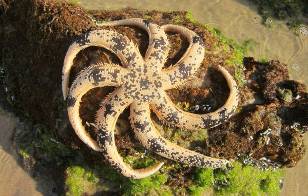 australian southern sand star